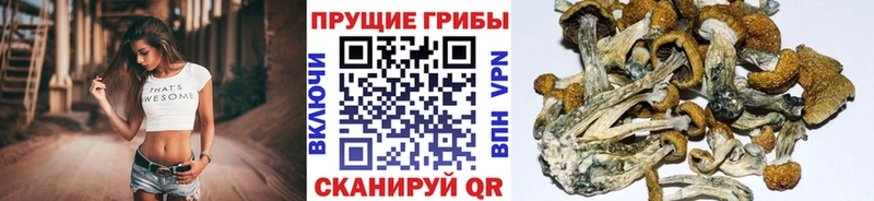 Псилоцибиновые грибы мухоморы  hydra маркетплейс  Мензелинск 